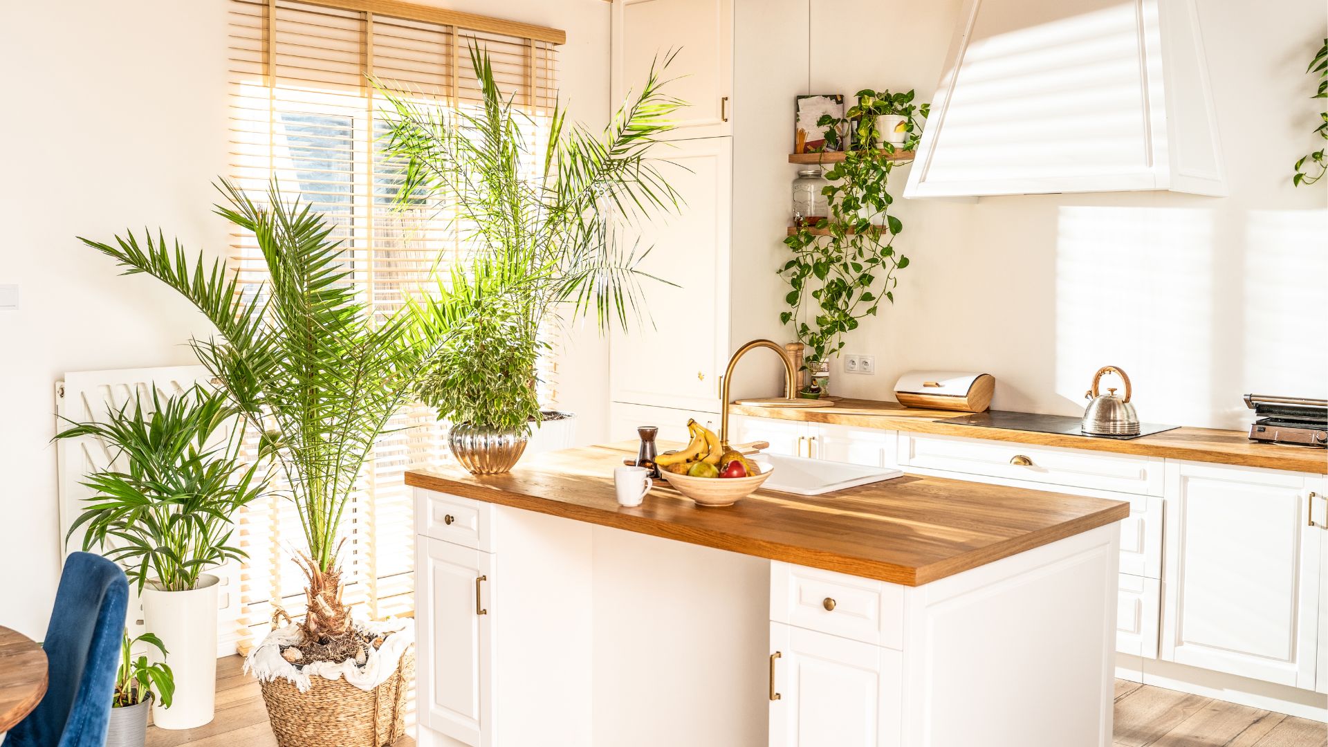 Plants Help Your Kitchen Come To Life
