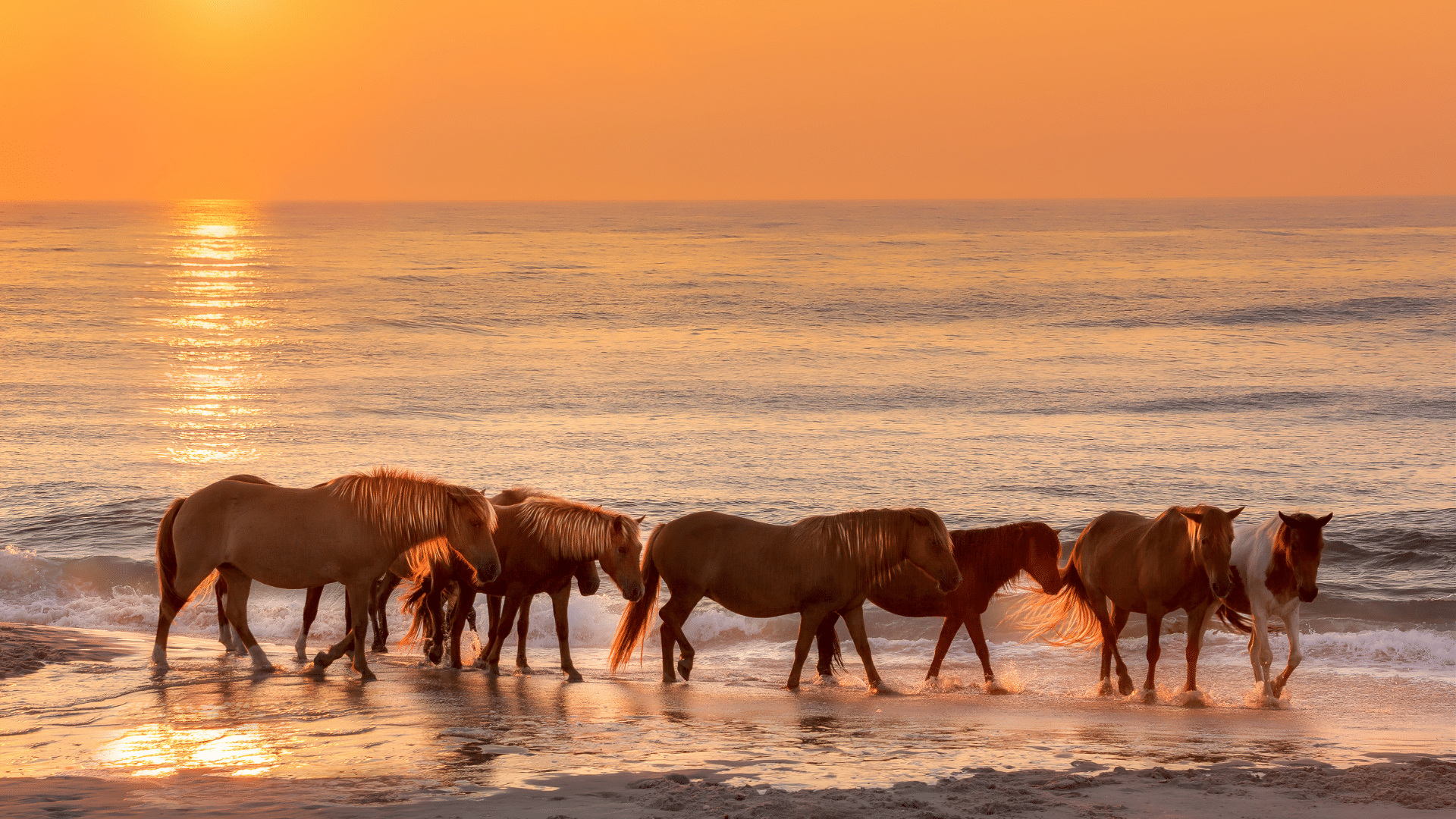 20 Best Places To Visit In Virginia 15 Assateague Island National Seashore