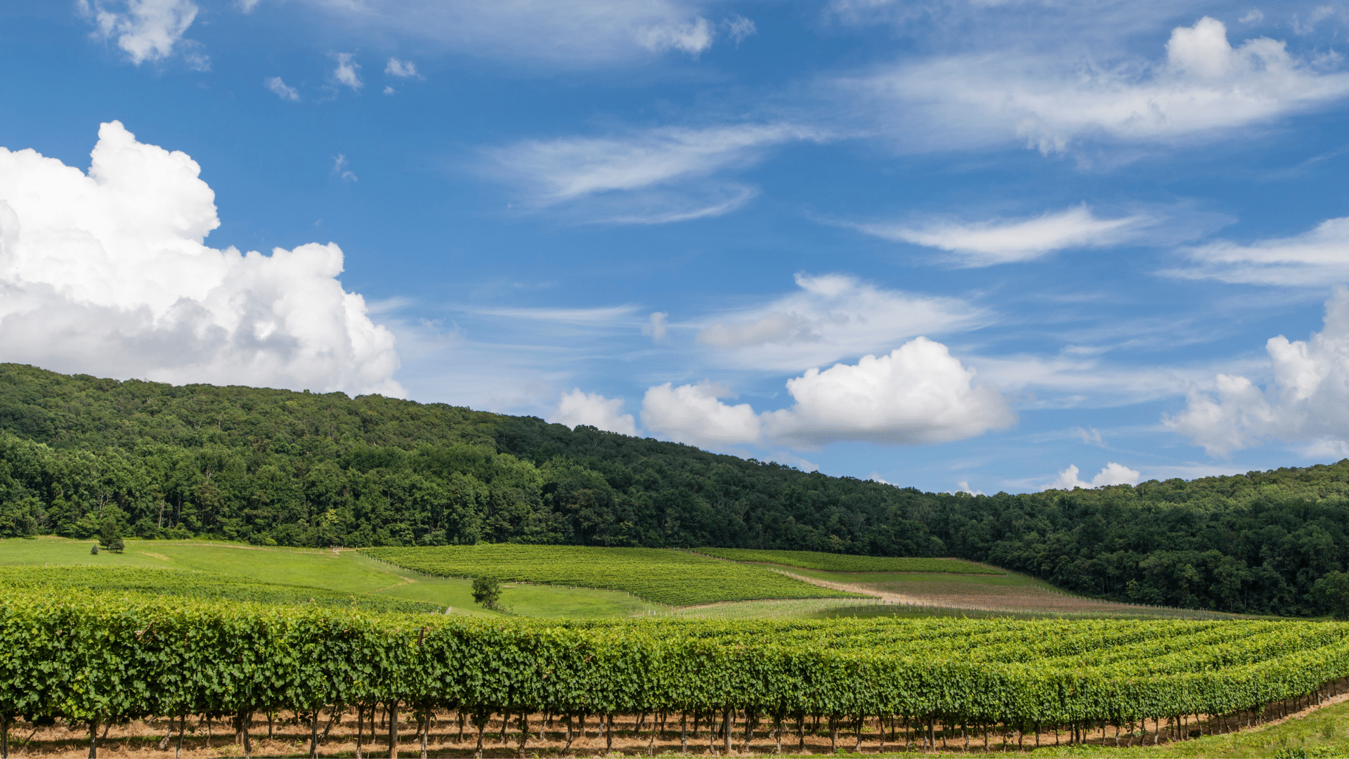 20 Best Places To Visit In Virginia 18 Northern Virginia Wineries